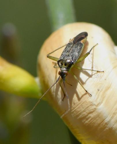 Réf. 228 951 : Closterotomus trivialis